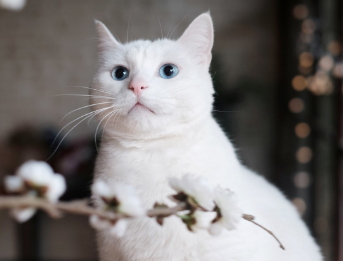 猫中暑怎么处理?不知道的来看看! 猫中暑怎么处理?不知道的来看看!