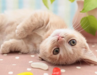 猫中暑怎么处理?不知道的来看看! 猫中暑怎么处理?不知道的来看看!