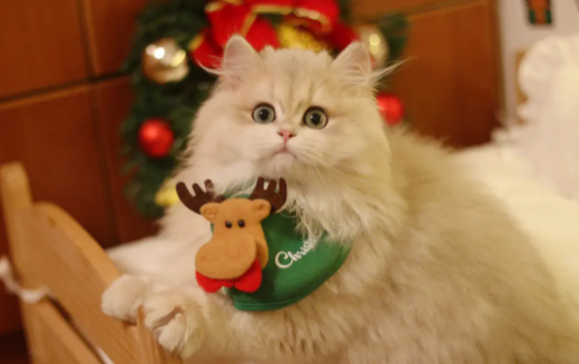 饲养科普:猫中暑有什么后遗症? 饲养科普:猫中暑有什么后遗症?