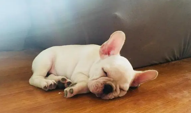 宠物可以吃人的益生菌吗？为什么
