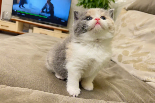 我来告诉你,猫中暑会死吗? 我来告诉你,猫中暑会死吗?