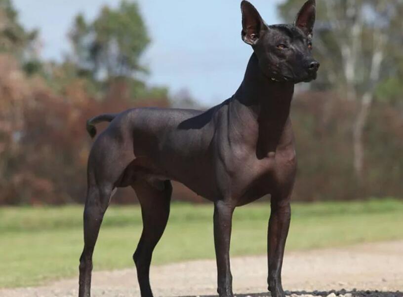 不脱毛的犬是什么犬？ 看完你就知道了