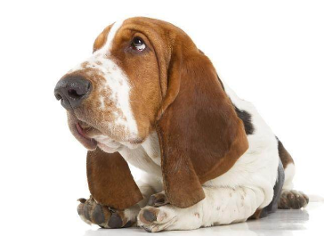 巴吉度犬为什么没人养？来了解下吧