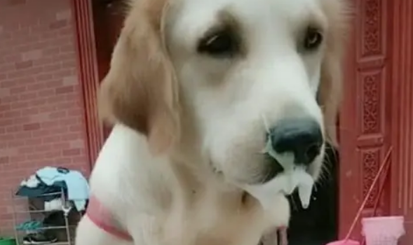 狗吐白色泡沫是怎么回事？4种情况要注意区分