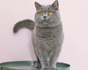 英短蓝猫为什么不爱叫?龟友可以瞧瞧~ 英短蓝猫为什么不爱叫?龟友可以瞧瞧~