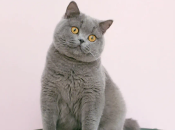 英短蓝猫为什么不爱叫?龟友可以瞧瞧~ 英短蓝猫为什么不爱叫?龟友可以瞧瞧~