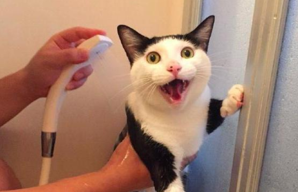 打了猫猫能记仇多久,有没有想get的! 打了猫猫能记仇多久,有没有想get的!