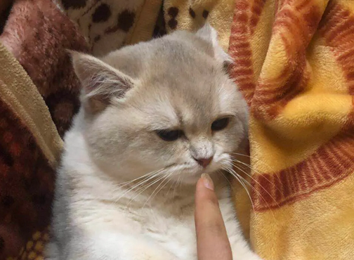 打了猫猫能记仇多久,有没有想get的! 打了猫猫能记仇多久,有没有想get的!