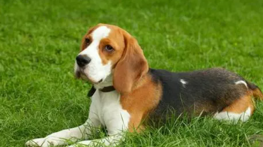 铲屎官科普：短毛犬有哪些品种？
