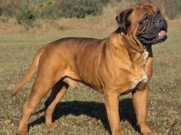 不属于禁养犬种的大型犬，我来告诉你！