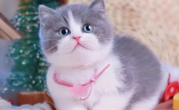 幼猫为什么一天天光睡觉呢?不懂的朋友来看看~ 幼猫为什么一天天光睡觉呢?不懂的朋友来看看~