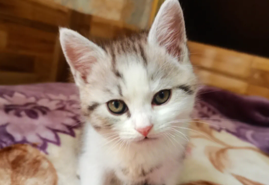 幼猫为什么一天天光睡觉呢?不懂的朋友来看看~ 幼猫为什么一天天光睡觉呢?不懂的朋友来看看~