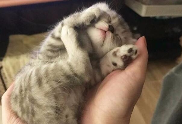 猫为什么用后脚瘙痒?这篇文章告诉你 猫为什么用后脚瘙痒?这篇文章告诉你