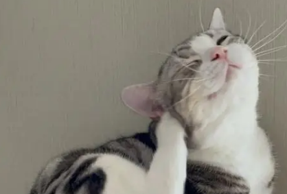 猫为什么用后脚瘙痒?这篇文章告诉你 猫为什么用后脚瘙痒?这篇文章告诉你