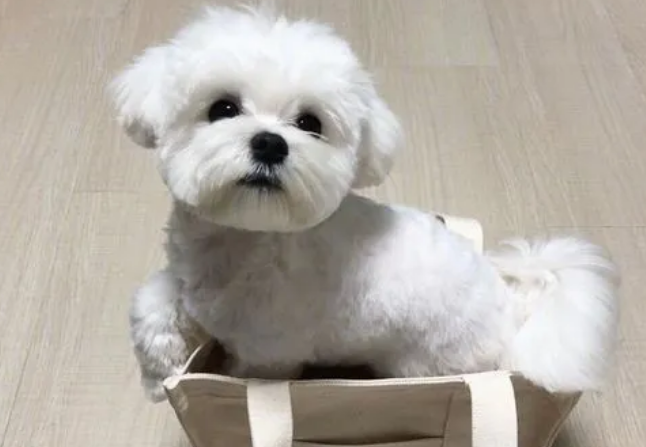 萌宠小知识：又小又萌的狗狗品种有哪些？