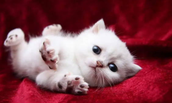 猫为什么可以缩骨?新手铲屎官可以看看~ 猫为什么可以缩骨?新手铲屎官可以看看~