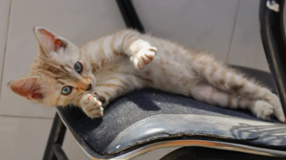 猫为什么可以缩骨?新手铲屎官可以看看~ 猫为什么可以缩骨?新手铲屎官可以看看~