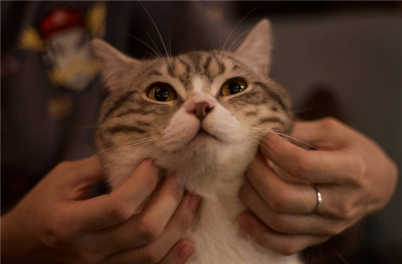 教你如何正确撸猫,让猫咪爱上你的手 教你如何正确撸猫,让猫咪爱上你的手