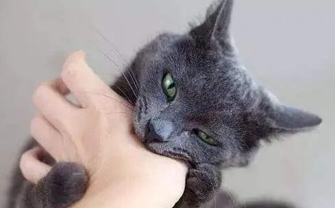 猫为什么会侧头看人?原因很简单 猫为什么会侧头看人?原因很简单