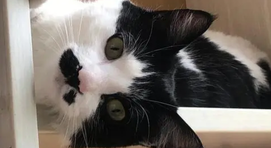 奶牛猫为什么突然很神经?一定要重视! 奶牛猫为什么突然很神经?一定要重视!