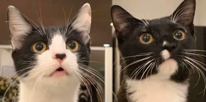 奶牛猫为什么突然很神经?一定要重视! 奶牛猫为什么突然很神经?一定要重视!