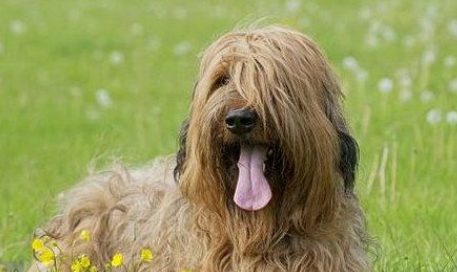 布雷猎犬感冒怎么治疗？具体怎么治疗？