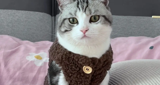 猫不喜欢穿衣服怎么办?该怎么做? 猫不喜欢穿衣服怎么办?该怎么做?