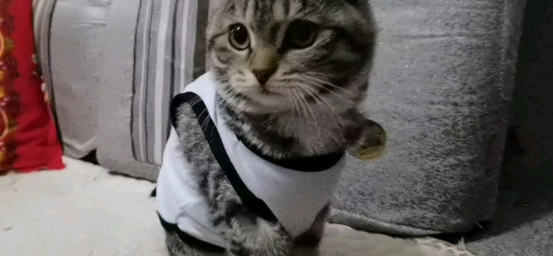 猫不喜欢穿衣服怎么办?该怎么做? 猫不喜欢穿衣服怎么办?该怎么做?