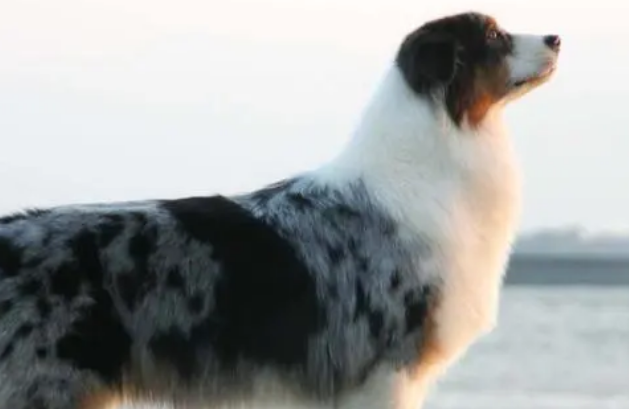 澳洲牧羊犬好养吗？怎么养正确？