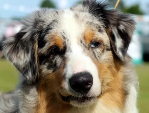 澳洲牧羊犬好养吗？怎么养正确？