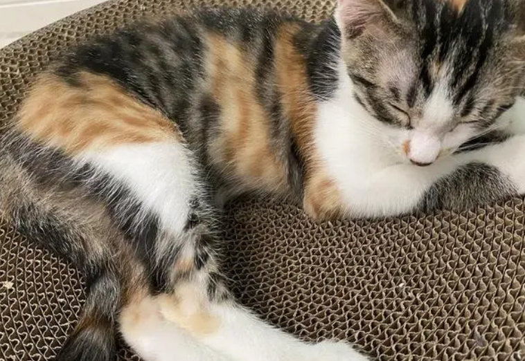 猫咪睡觉肚子起伏频率很快,到底是什么原因呢? 猫咪睡觉肚子起伏频率很快,到底是什么原因呢?