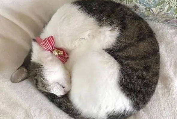 猫咪睡觉肚子起伏频率很快,到底是什么原因呢? 猫咪睡觉肚子起伏频率很快,到底是什么原因呢?