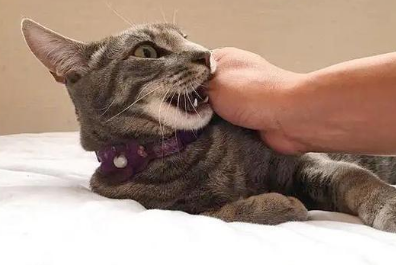 公猫突然有攻击性咬人抓人怎么办?宠主可以了解一下! 公猫突然有攻击性咬人抓人怎么办?宠主可以了解一下!