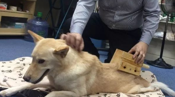 狗狗可不可以艾灸？来get一下吧