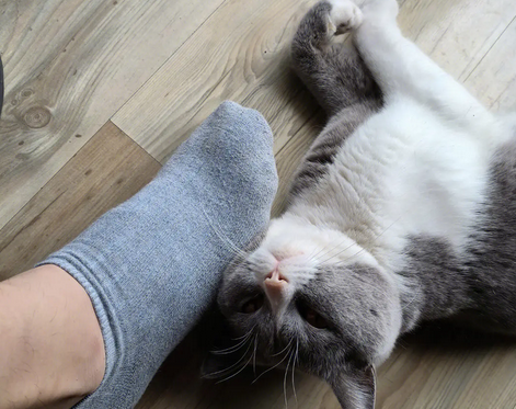 猫猫扑主人脚什么意思?你们真的清楚吗? 猫猫扑主人脚什么意思?你们真的清楚吗?