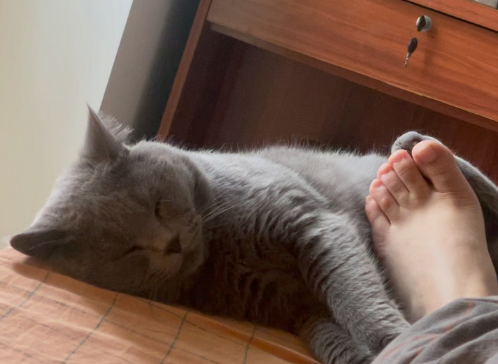 猫猫扑主人脚什么意思?你们真的清楚吗? 猫猫扑主人脚什么意思?你们真的清楚吗?