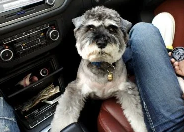 狗狗可不可以带上汽车？来了解下吧