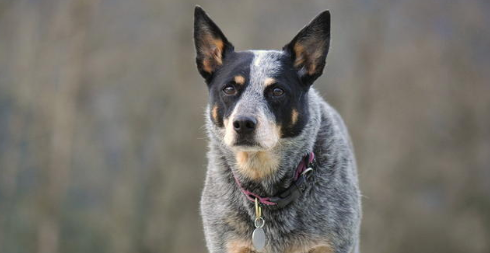 澳洲牧羊犬咳嗽怎么办？可以采取这些方法哦！