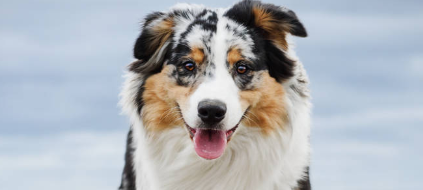澳洲牧羊犬咳嗽怎么办？可以采取这些方法哦！