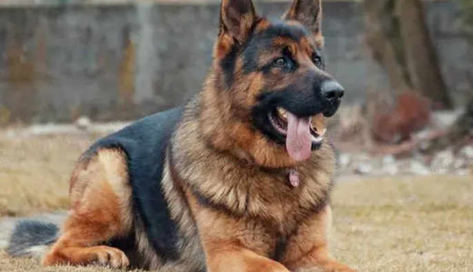 德国牧羊犬会咬人吗？你知道吗？