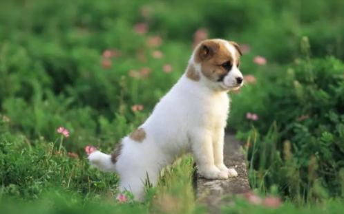 幼犬的三针分别是什么时候？需要注意什么？