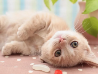 猫屎臭怎么办?速来了解一波 猫屎臭怎么办?速来了解一波