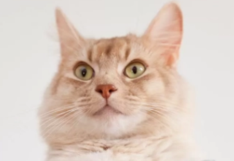 猫屎臭怎么办?速来了解一波 猫屎臭怎么办?速来了解一波