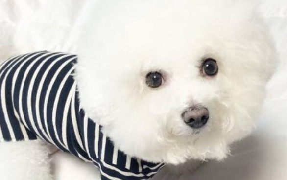 狗狗走丢了回来的概率是多少？一定要及时寻找