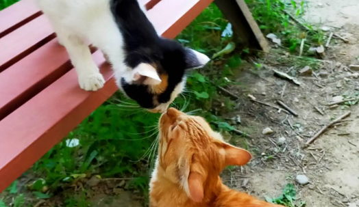 两只猫为什么闻对方鼻子?一起来看看原因吧。 两只猫为什么闻对方鼻子?一起来看看原因吧。