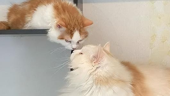 两只猫为什么闻对方鼻子?一起来看看原因吧。 两只猫为什么闻对方鼻子?一起来看看原因吧。