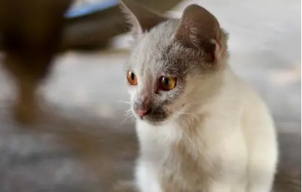 流浪猫为什么怎么赶都不走?爱猫人士来瞧瞧。 流浪猫为什么怎么赶都不走?爱猫人士来瞧瞧。