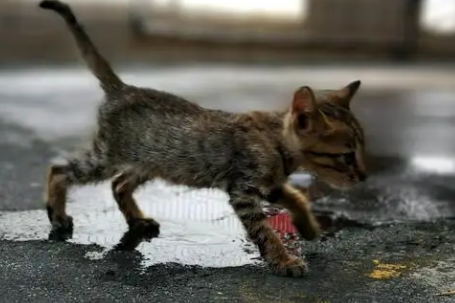流浪猫为什么怎么赶都不走?爱猫人士来瞧瞧。 流浪猫为什么怎么赶都不走?爱猫人士来瞧瞧。