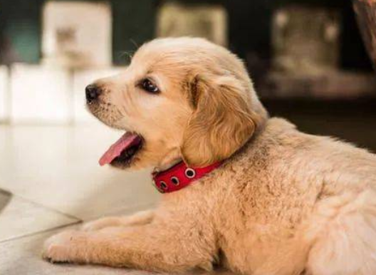 两个月的幼犬可以吹空调吗，你们清楚吗？