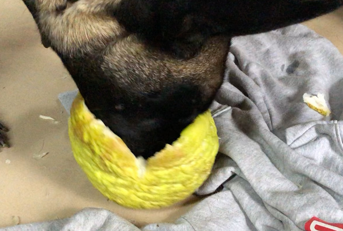 狗子可以吃柚子吗，我来告诉你！